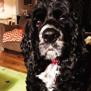 Meet your Posher, Sam